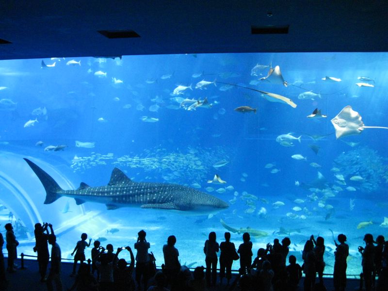 美ら海水族館